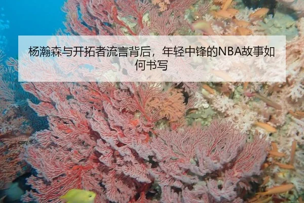 杨瀚森与开拓者流言背后，年轻中锋的NBA故事如何书写